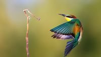 pic for Golden Bee Eater 